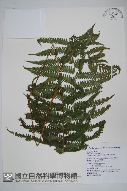 斜葉金星蕨藏品圖，第1張