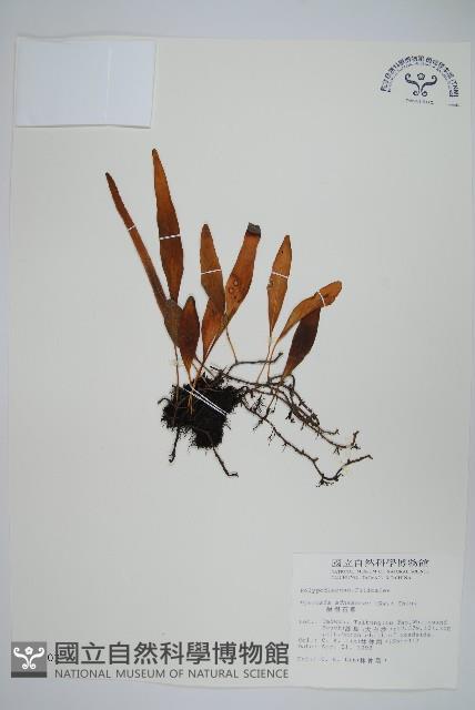 抱樹石葦藏品圖，第1張