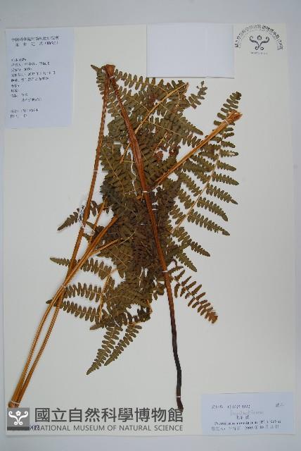 密毛蕨、巒大蕨藏品圖，第1張