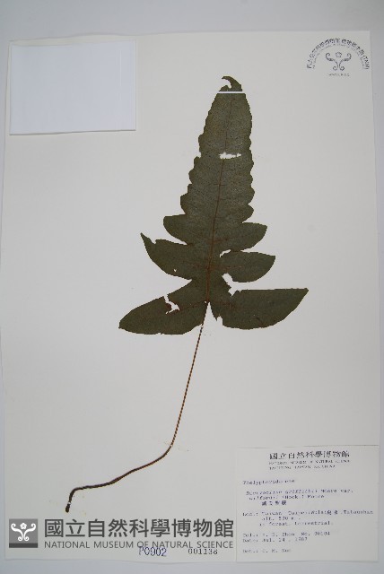 威氏聖蕨藏品圖，第1張