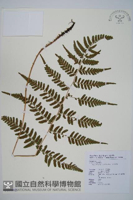 阿里山蹄蓋蕨藏品圖，第1張