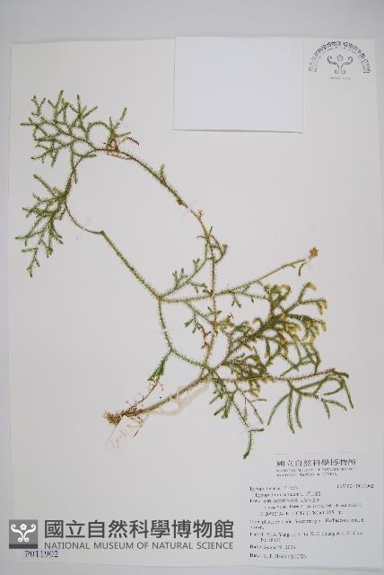 過山龍藏品圖，第1張