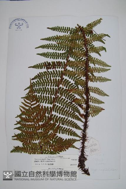 密鱗鱗毛蕨藏品圖，第1張