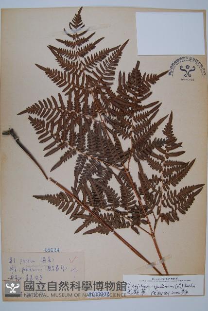 蕨藏品圖，第1張
