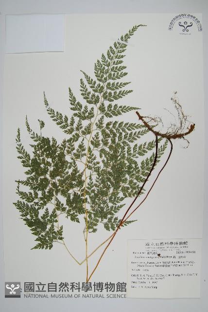 高山金粉蕨藏品圖，第1張