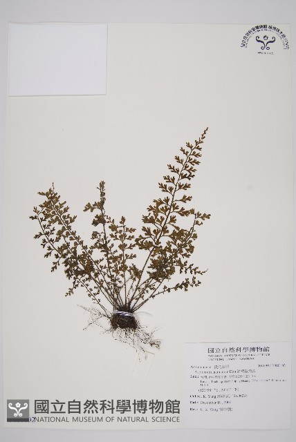 鱗柄鐵角蕨藏品圖，第1張