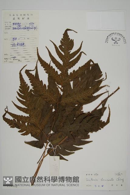條裂三叉蕨藏品圖，第1張
