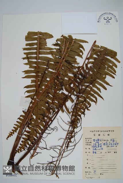 登錄號:P008602藏品圖，第1張