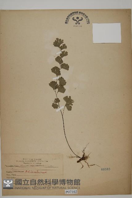 鐵線蕨藏品圖，第1張