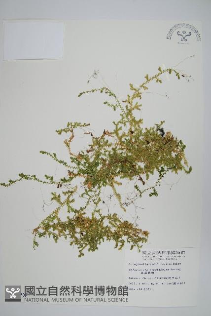 疏葉卷柏藏品圖，第1張