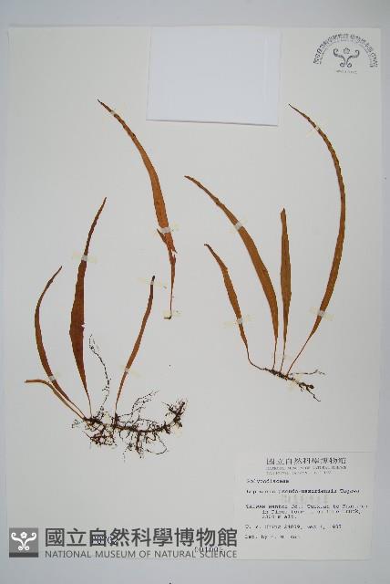 擬烏蘇里瓦葦藏品圖，第1張