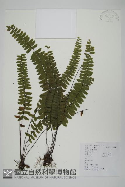 生芽鐵角蕨藏品圖，第1張