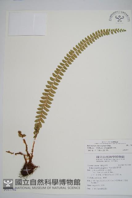 芽胞耳蕨、芽孢耳蕨藏品圖，第1張