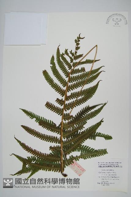 登錄號:P005702藏品圖，第1張