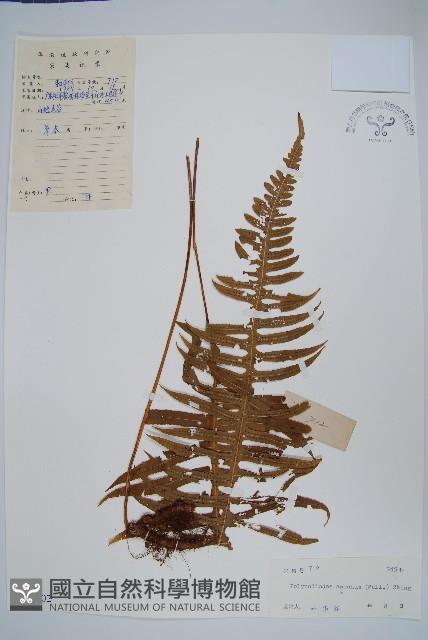 友水龍骨藏品圖，第1張