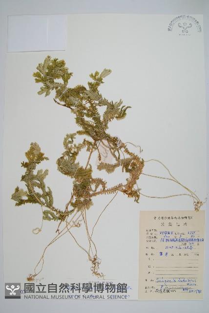 登錄號:P009002藏品圖，第1張