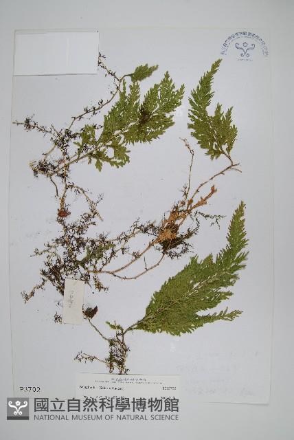 密葉卷柏藏品圖，第1張