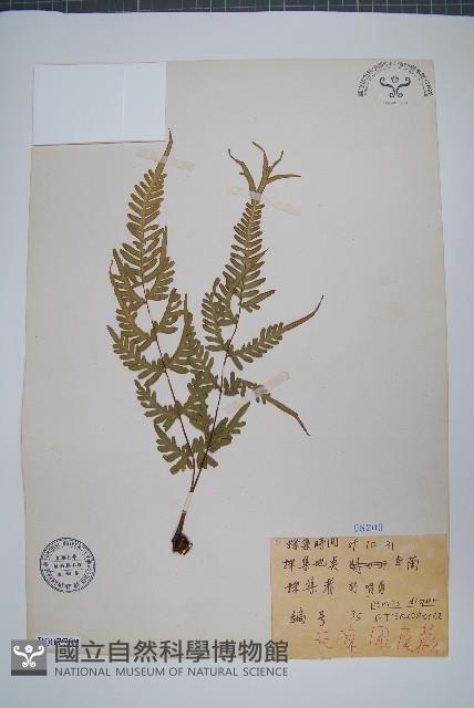 天草鳳尾蕨藏品圖，第1張