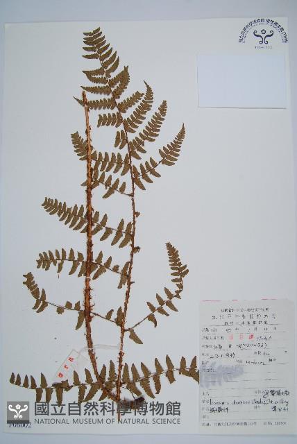 闊鱗鱗毛蕨藏品圖，第1張