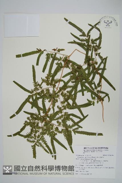 海金沙藏品圖，第1張