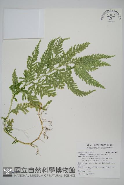 全緣卷柏藏品圖，第1張