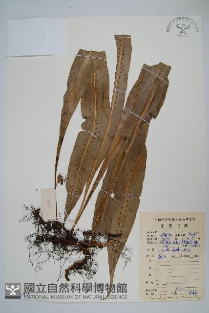 大星蕨藏品圖，第1張