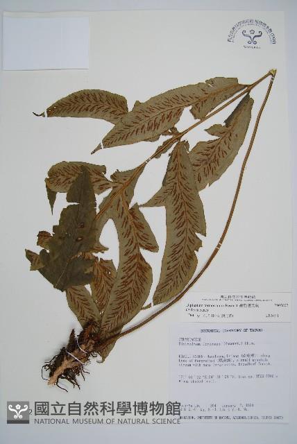 網脈雙蓋蕨藏品圖，第1張