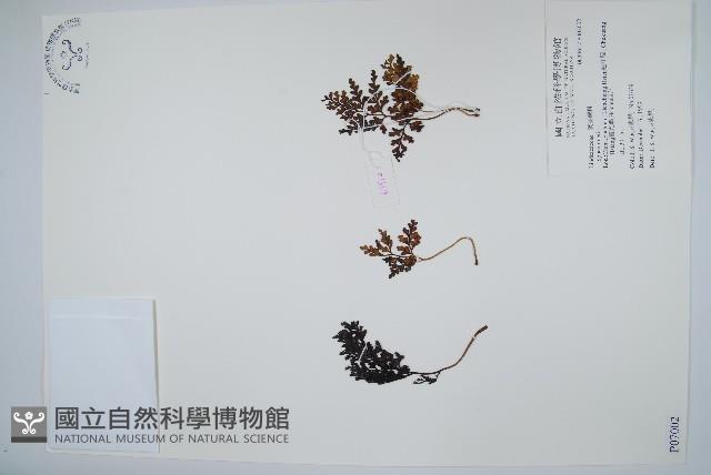 闊片烏蕨藏品圖，第1張