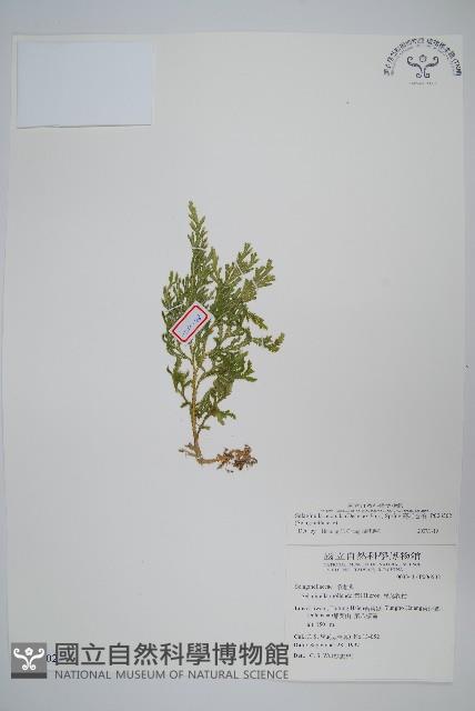 高雄卷柏藏品圖，第1張