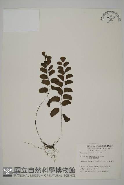 半月形鐵線蕨藏品圖，第1張
