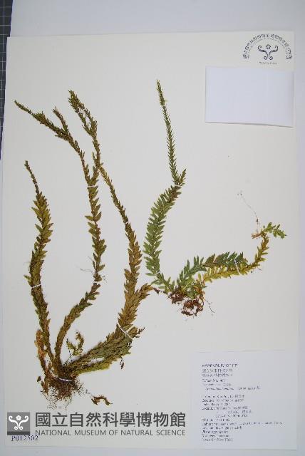 福氏石松藏品圖，第1張