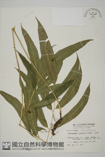 日本鳳丫蕨藏品圖，第1張