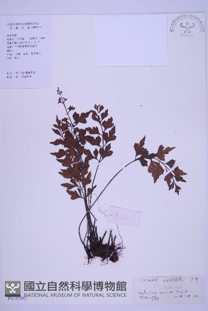 石生鐵角蕨藏品圖，第1張