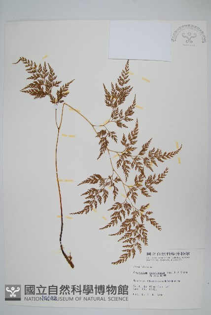 高山金粉蕨藏品圖，第1張