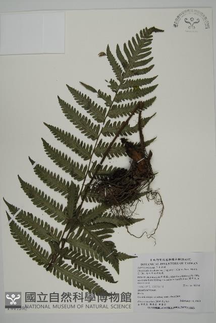 高士佛擬肋毛蕨藏品圖，第1張