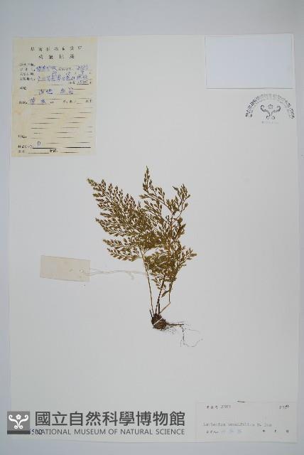 薄葉鐵角蕨藏品圖，第1張