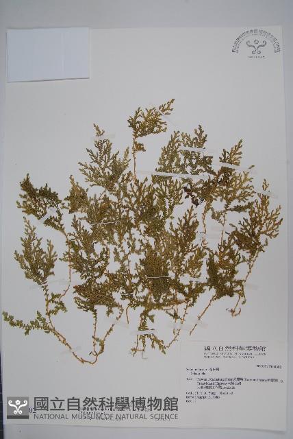 玉山卷柏藏品圖，第1張