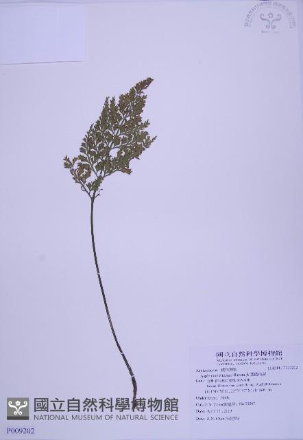 尖葉鐵角蕨藏品圖，第1張