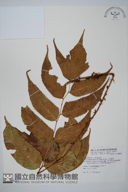 大葉貫眾蕨藏品圖，第1張