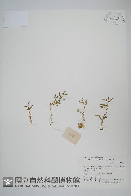 姬卷柏藏品圖，第1張