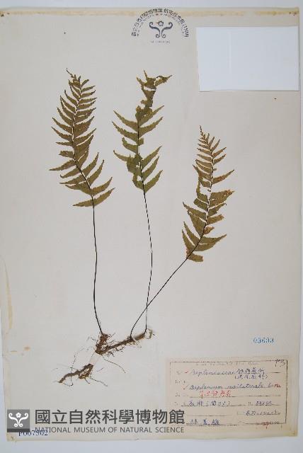 單邊鐵角蕨藏品圖，第1張