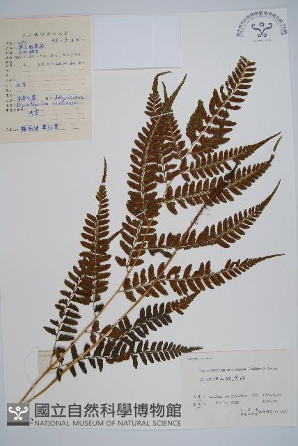 華中介蕨藏品圖，第1張