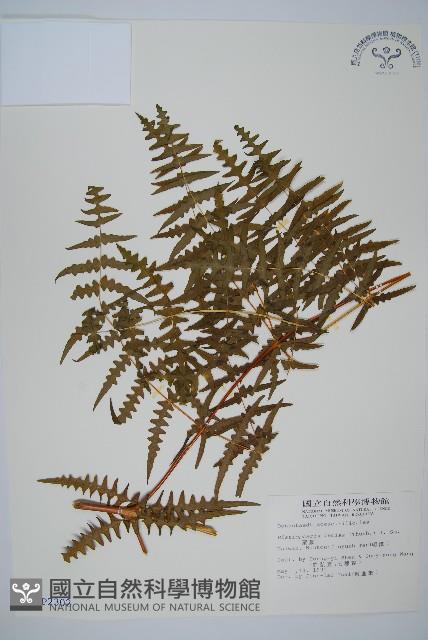 栗蕨藏品圖，第1張