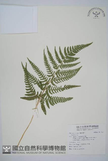 南海鱗毛蕨藏品圖，第1張