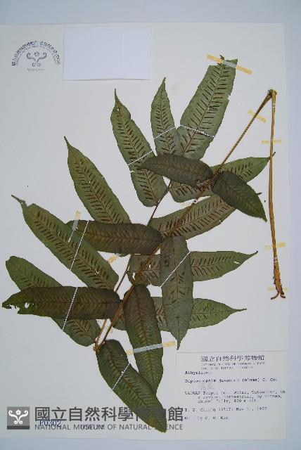 腸蕨藏品圖，第1張