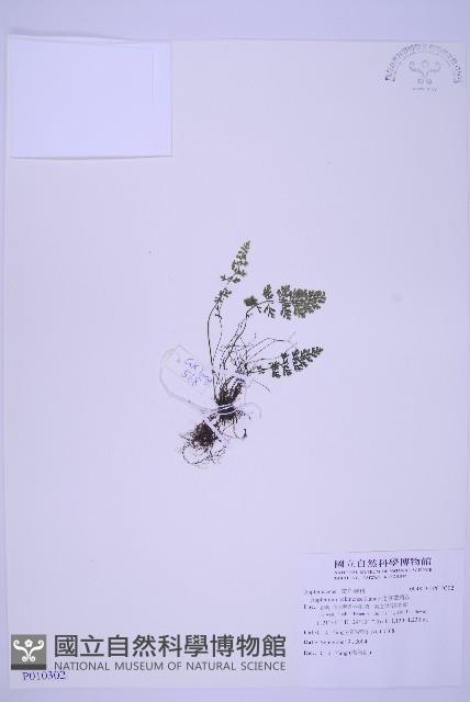 北京鐵角蕨藏品圖，第1張