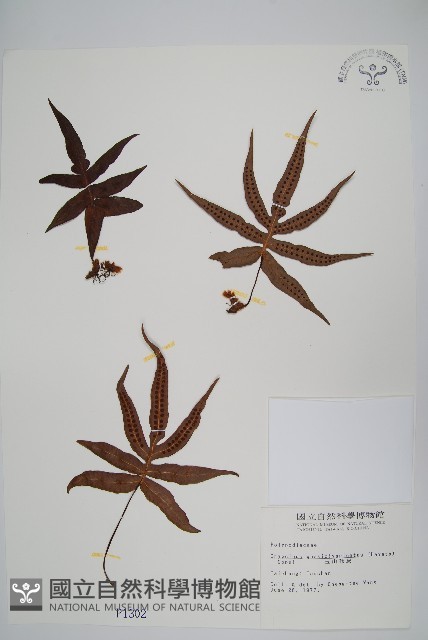 玉山茀蕨藏品圖，第1張
