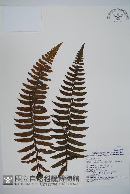 樸氏雙蓋蕨、毛柄蹄蓋蕨藏品圖，第1張