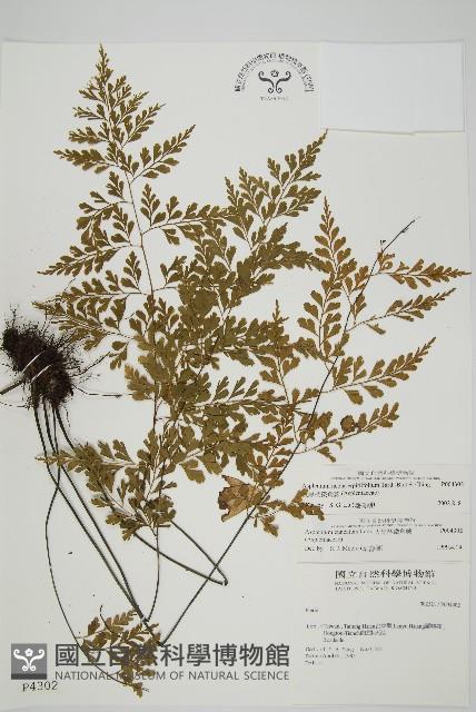 大黑柄鐵角蕨、黃鱗鐵角蕨、大羽鐵角蕨藏品圖，第1張