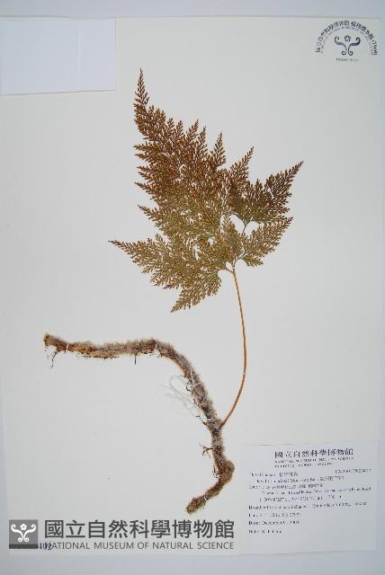 海州骨碎補藏品圖，第1張